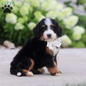 Cupcake, Mini Bernedoodle Puppy